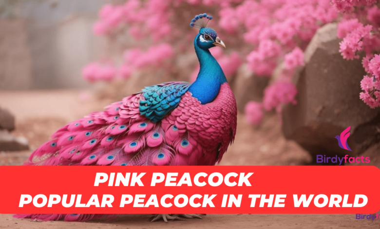 Pink Peacocks